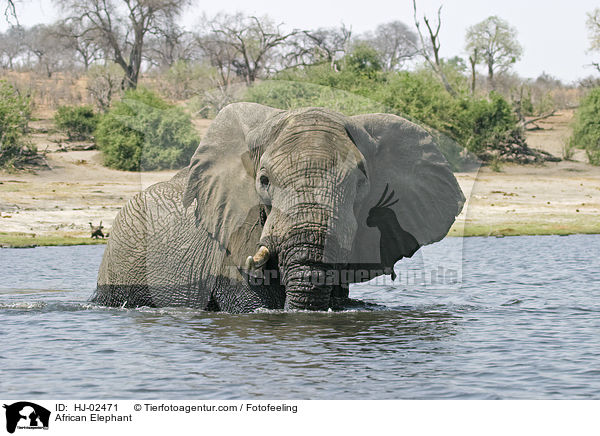African Elephant / HJ-02471