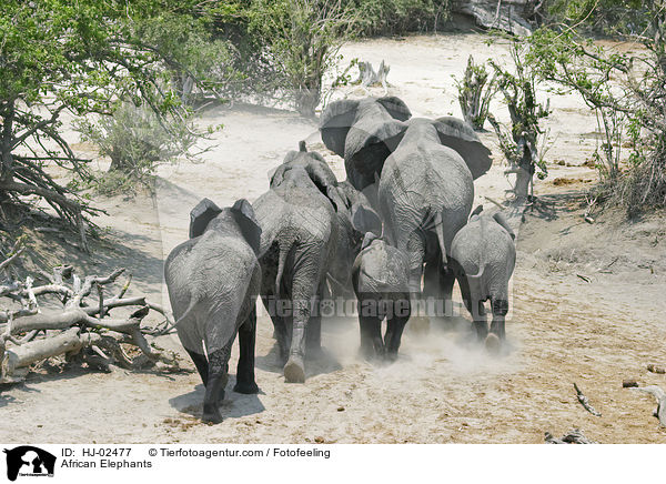 African Elephants / HJ-02477
