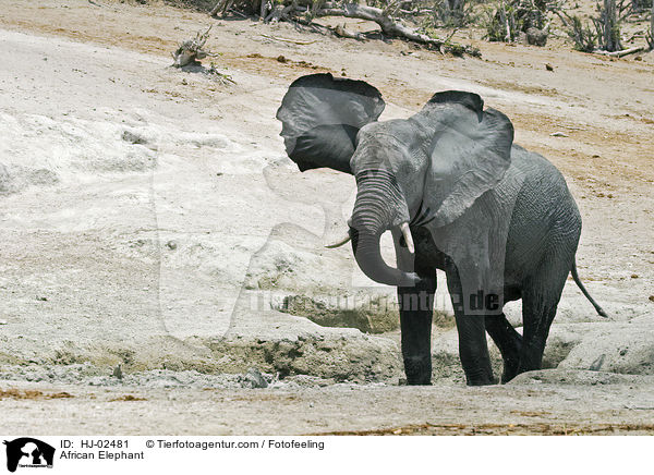 African Elephant / HJ-02481
