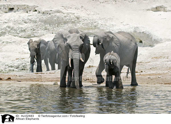 African Elephants / HJ-02483