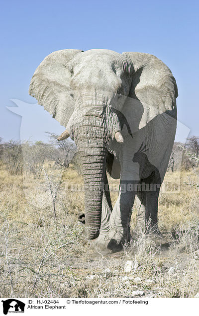 African Elephant / HJ-02484