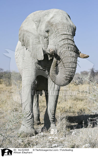 African Elephant / HJ-02485