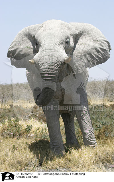 African Elephant / HJ-02491