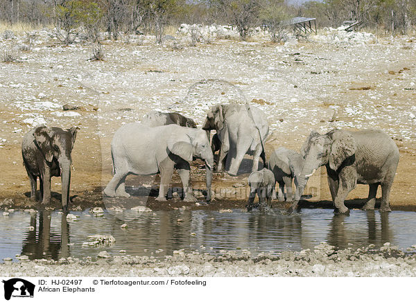 African Elephants / HJ-02497