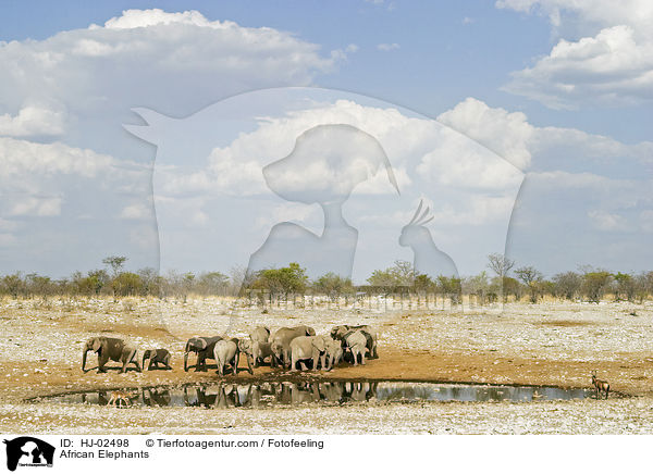 African Elephants / HJ-02498