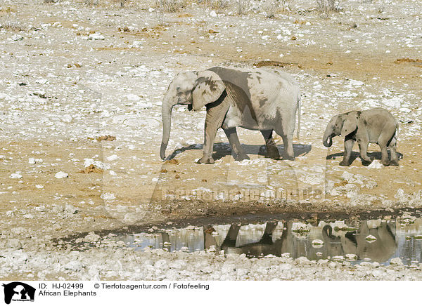 African Elephants / HJ-02499