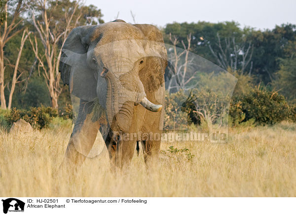 African Elephant / HJ-02501