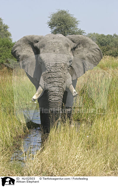 African Elephant / HJ-02503