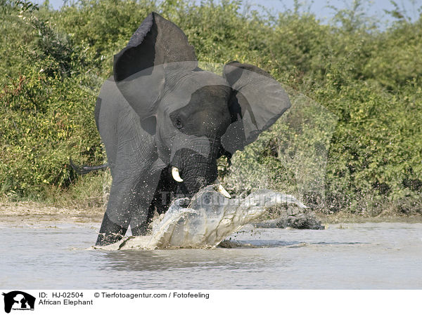 African Elephant / HJ-02504