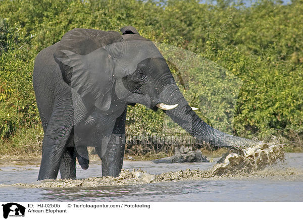Afrikanischer Elefant / African Elephant / HJ-02505