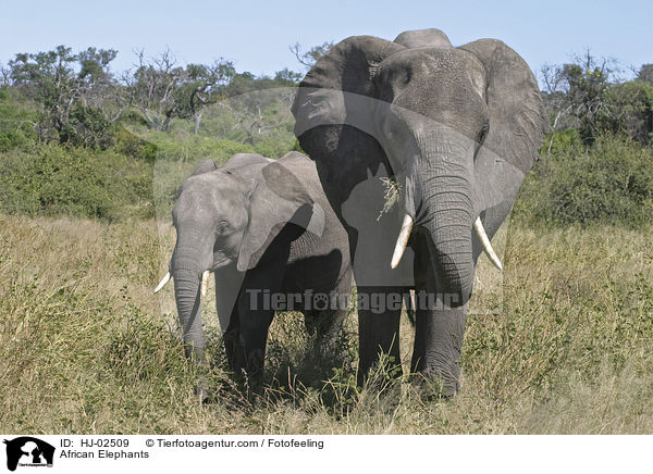 African Elephants / HJ-02509