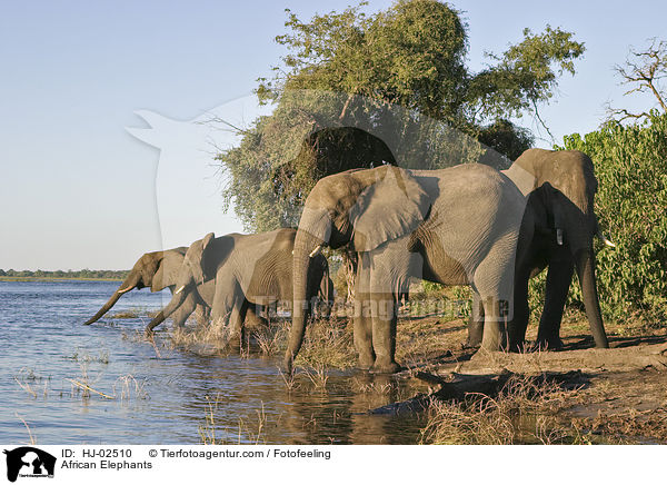 African Elephants / HJ-02510