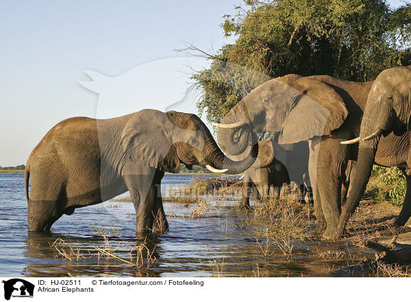 Afrikanische Elefanten / African Elephants / HJ-02511