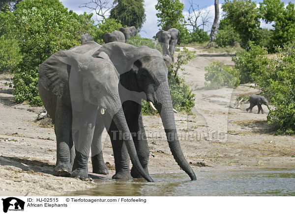 African Elephants / HJ-02515