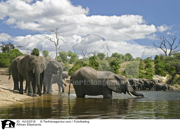African Elephants / HJ-02516