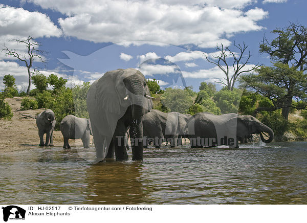 African Elephants / HJ-02517