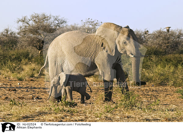 African Elephants / HJ-02524