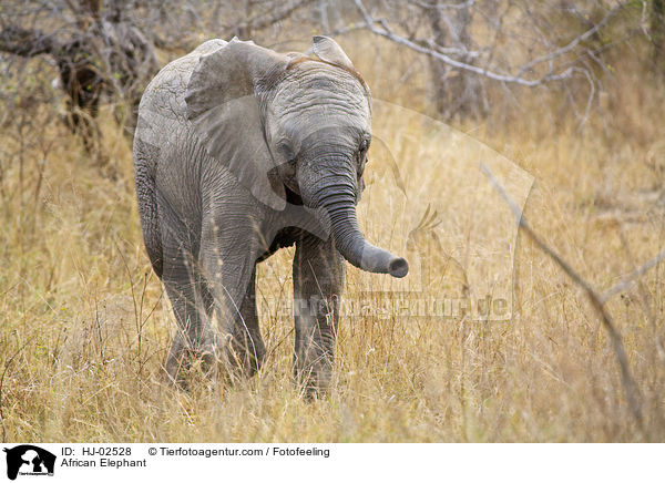 African Elephant / HJ-02528
