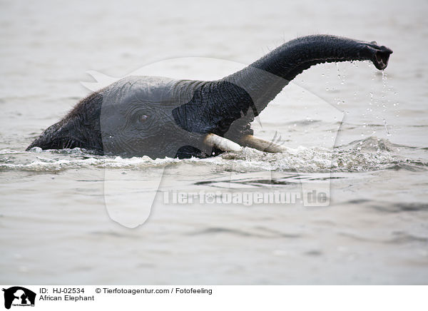 African Elephant / HJ-02534