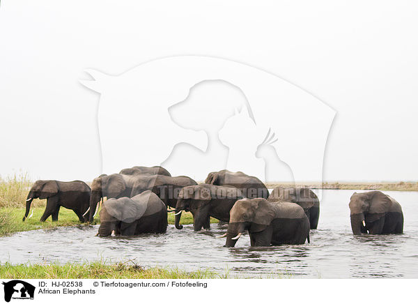 African Elephants / HJ-02538