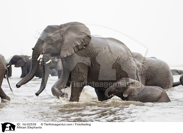 Afrikanische Elefanten / African Elephants / HJ-02539