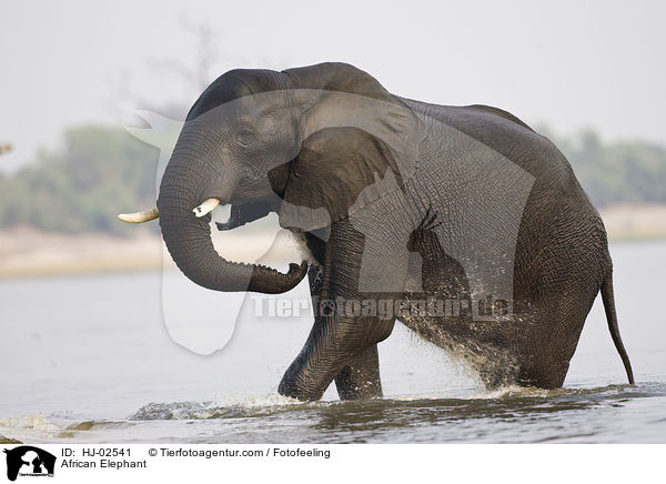 African Elephant / HJ-02541
