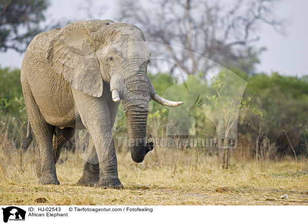 African Elephant / HJ-02543