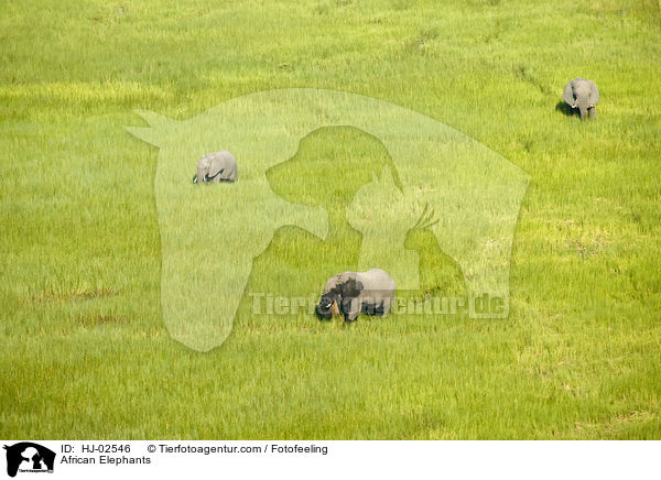 Afrikanische Elefanten / African Elephants / HJ-02546