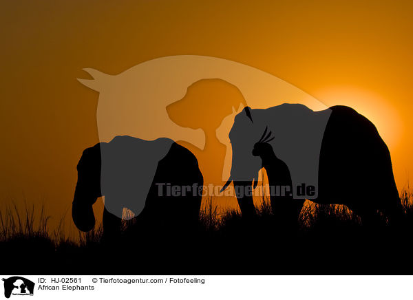 African Elephants / HJ-02561