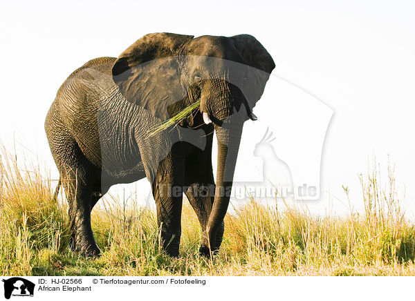 Afrikanischer Elefant / African Elephant / HJ-02566