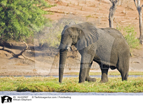 African Elephant / HJ-02567