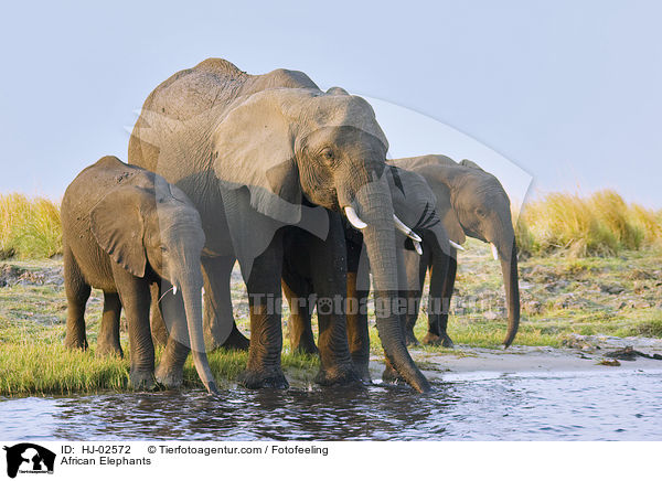 African Elephants / HJ-02572