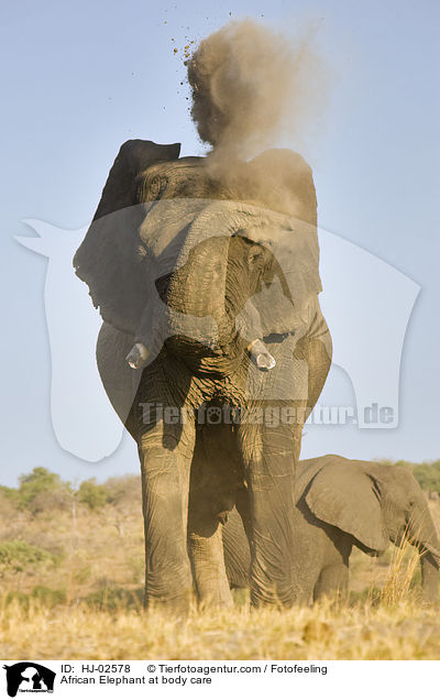 African Elephant at body care / HJ-02578