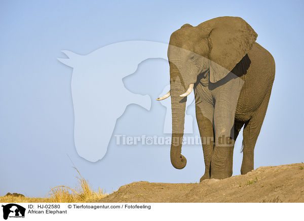 African Elephant / HJ-02580