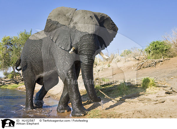 African Elephant / HJ-02587
