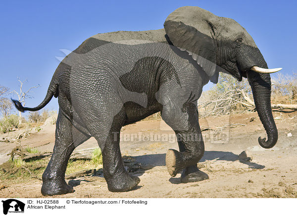 African Elephant / HJ-02588