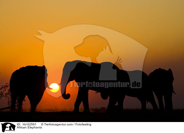 African Elephants / HJ-02591