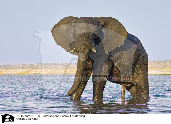 African Elephant / HJ-02594