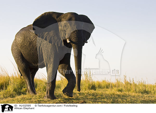 Afrikanischer Elefant / African Elephant / HJ-02595