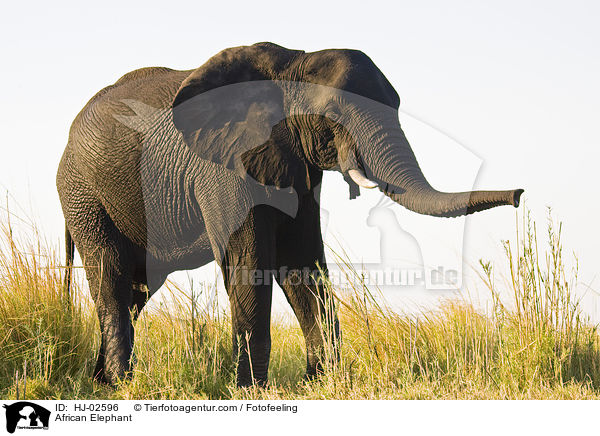 African Elephant / HJ-02596