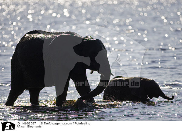 African Elephants / HJ-02597