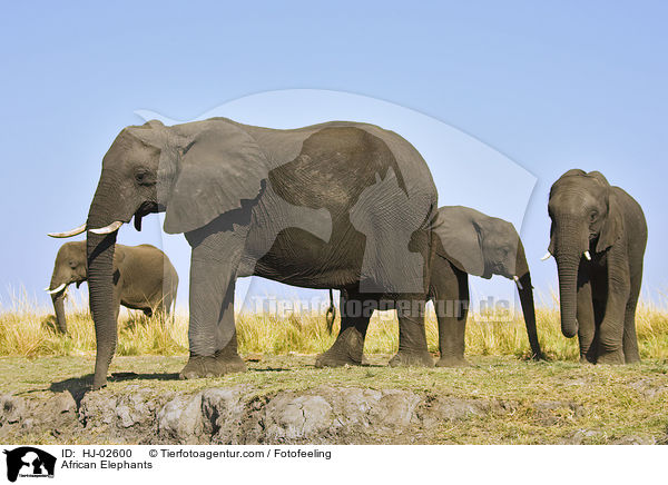 African Elephants / HJ-02600