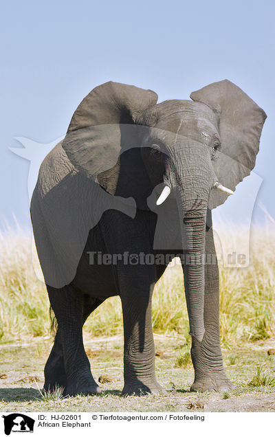 Afrikanischer Elefant / African Elephant / HJ-02601