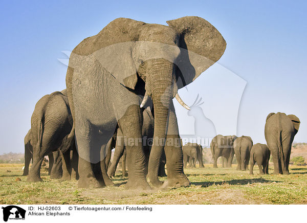 African Elephants / HJ-02603