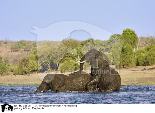 pairing African Elephants / HJ-02605