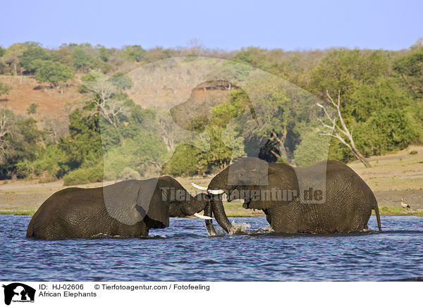 African Elephants / HJ-02606