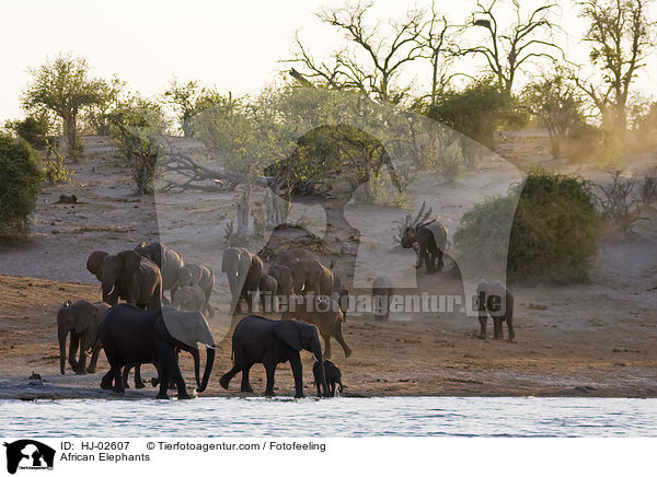 African Elephants / HJ-02607
