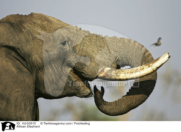 Afrikanischer Elefant / African Elephant / HJ-02615