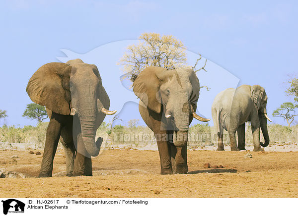 African Elephants / HJ-02617
