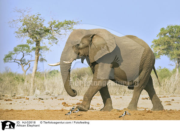 African Elephant / HJ-02618